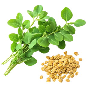 Fenugreek Tasty Healthy Herbs Concept Isolated Transparent Background Freepik Fenugreek Tasty Healthy Herbs Concept Isolated Transparent Background Freepik